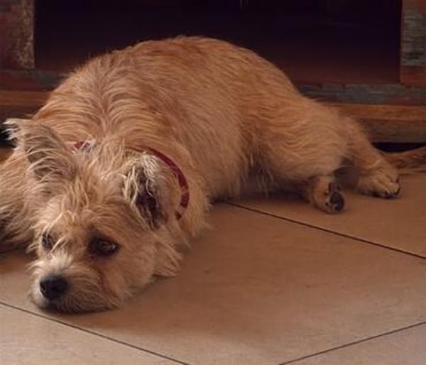 Giselle sucht ihr Für-immer-Zuhause (F)