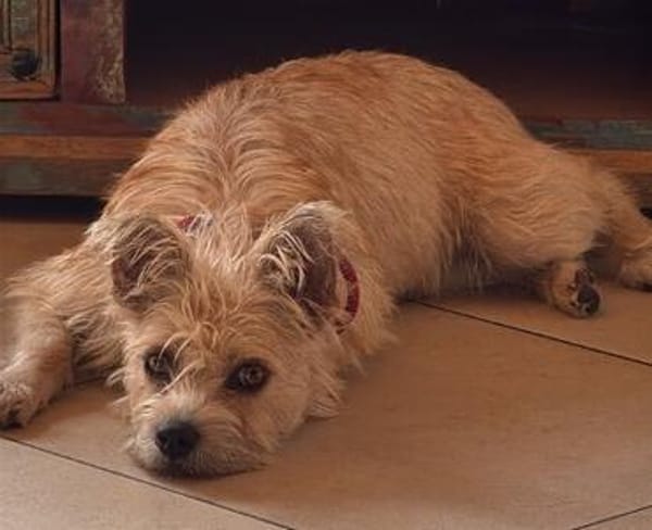 Giselle sucht ihr Für-immer-Zuhause (F)
