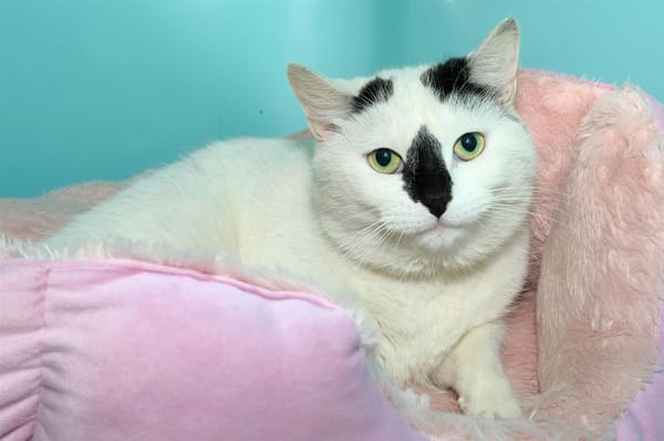 NALA  A17026