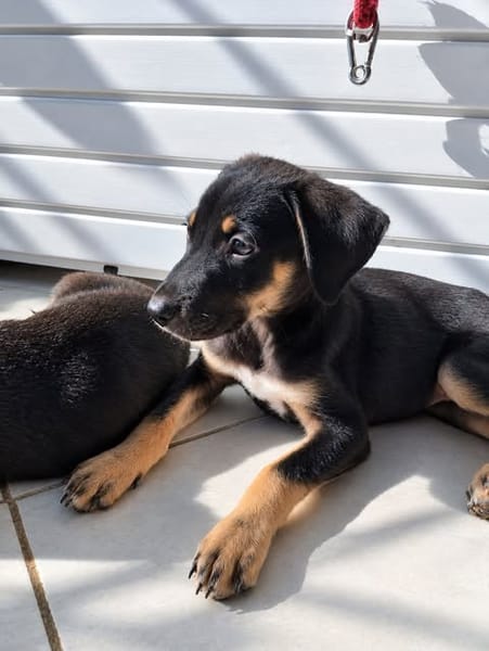 MAGGIE, une magnifique créole