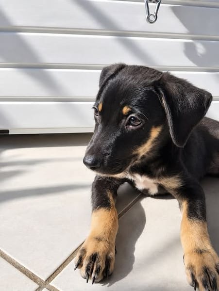 MAGGIE, une magnifique créole