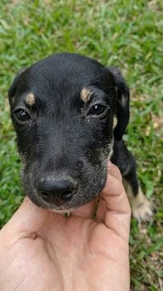 MAGGIE, une magnifique créole