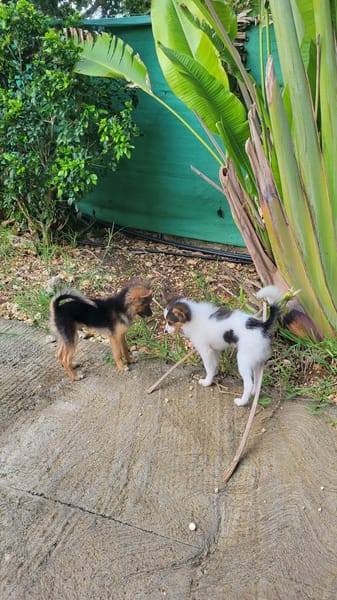 Harel, un spitz créole