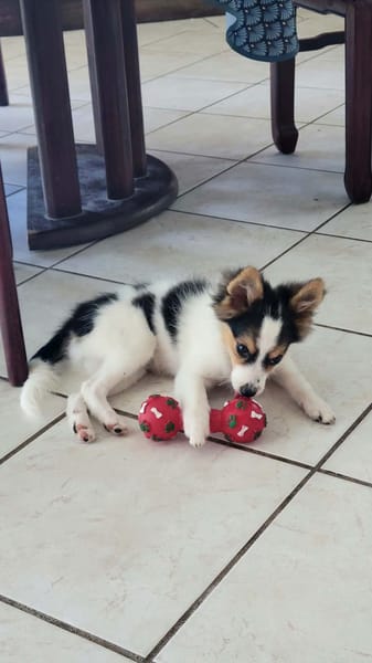 Harel, un spitz créole