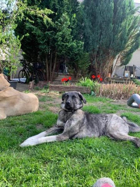 Lebensfrohe Lucy