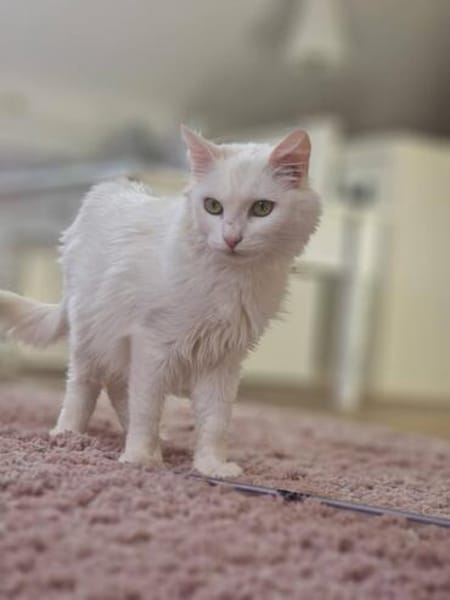 Süße Sandy -langhaarmix sucht Zuhause