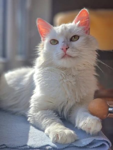 Süße Sandy -langhaarmix sucht Zuhause