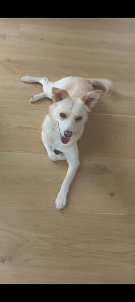 🐾❤ MUKI (ehemals Aladin) SUCHT SEINE MENSCHEN! ❤🐾