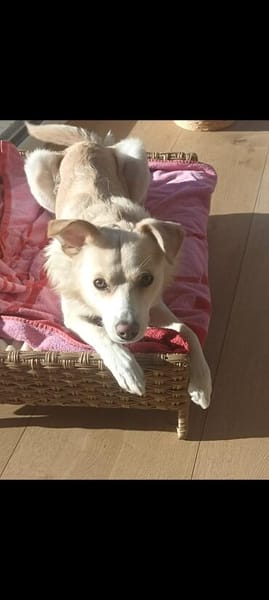 🐾❤ MUKI (ehemals Aladin) SUCHT SEINE MENSCHEN! ❤🐾