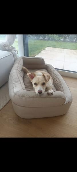 🐾❤ MUKI (ehemals Aladin) SUCHT SEINE MENSCHEN! ❤🐾