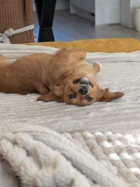 Minnie sucht ihr Für-immer-Zuhause