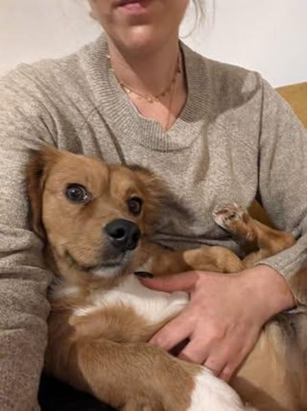 Minnie sucht ihr Für-immer-Zuhause