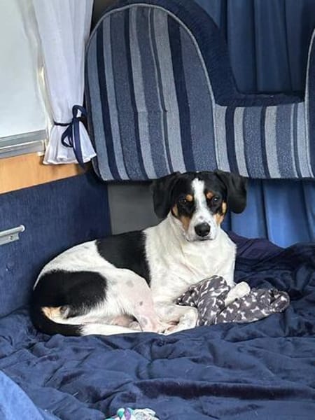 Miro sucht ein liebevolles Zuhause
