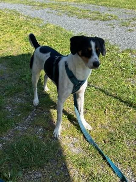 Miro sucht ein liebevolles Zuhause