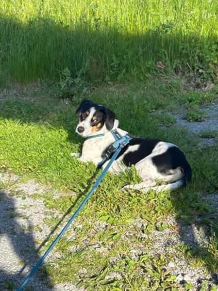 Miro sucht ein liebevolles Zuhause