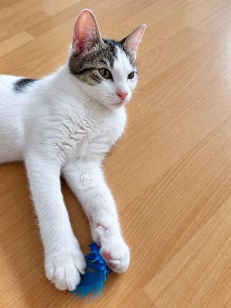 Mogli: kleiner Schnurrphilosoph