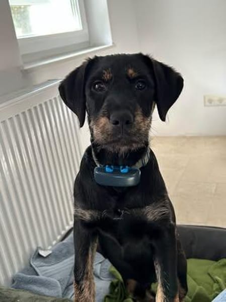 Bonzo sucht sein Für-immer-Zuhause