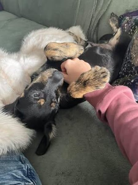 Bonzo sucht sein Für-immer-Zuhause