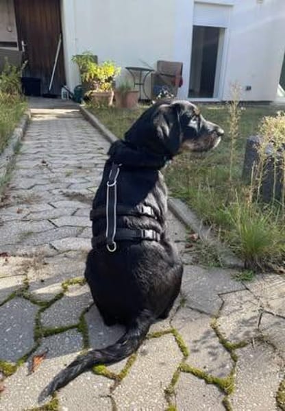 Bonzo sucht sein Für-immer-Zuhause