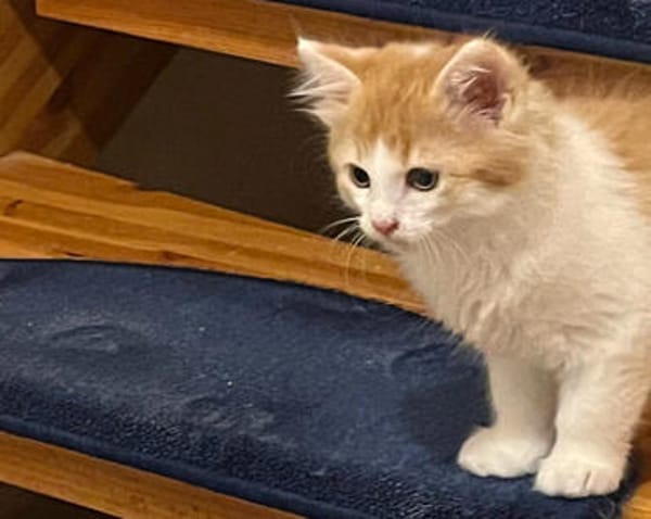 ROTKÄPPCHEN, ein Katzenmädchen zum Verlieben