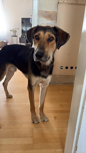 Nemo (Norvard) -Verschmuster Entdecker sucht seine Menschen