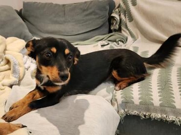 Charmante kleine Moana wünscht sich eine Familie