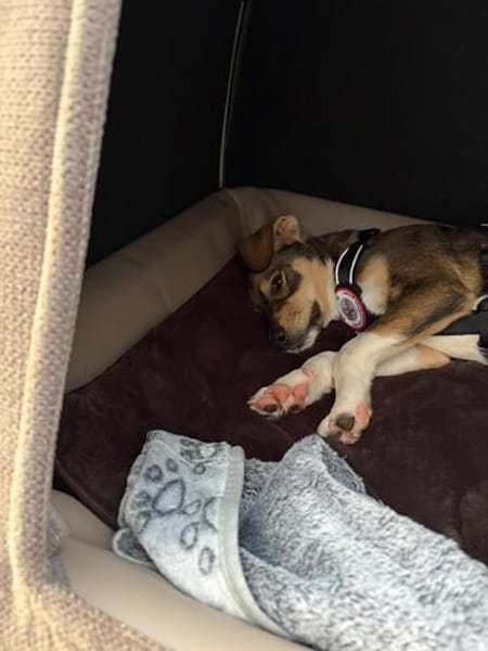 Peanut  sucht sein für immer Zuhause