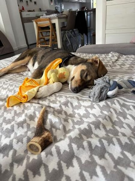 Peanut  sucht sein für immer Zuhause