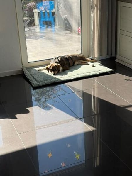 Peanut  sucht sein für immer Zuhause