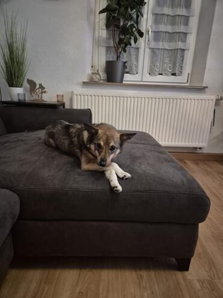 Sensible aber lustige Romy