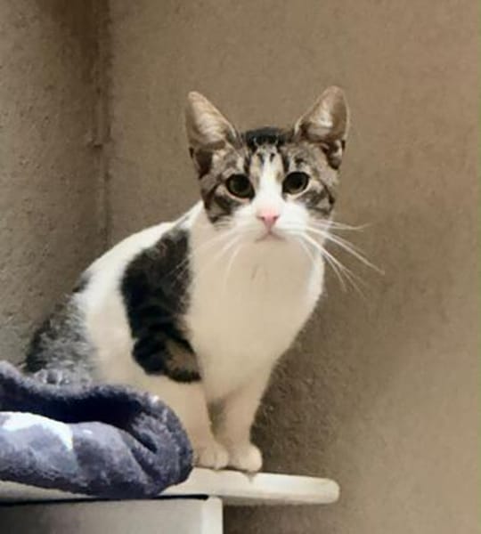 Charlie sucht ein geduldiges Zuhause