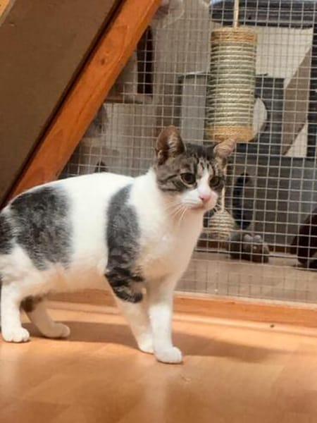 Charlie sucht ein geduldiges Zuhause