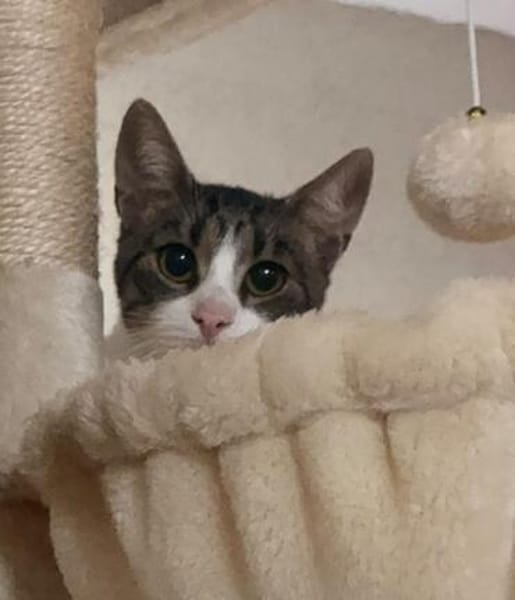 Charlie sucht ein geduldiges Zuhause