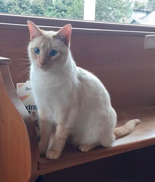 Lupi sucht als Einzelkatze mit Garten