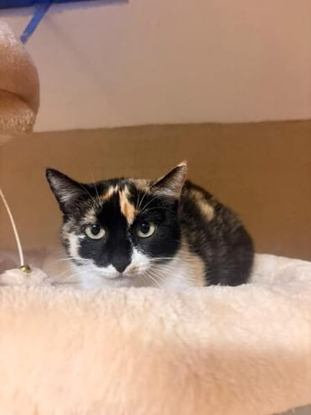 Nika sucht ihr Für-immer-Zuhause