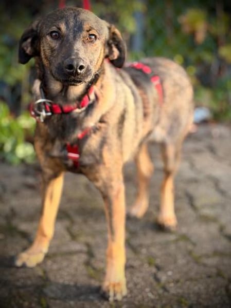 Duke  lieber, junger Rüde sucht Zuhause