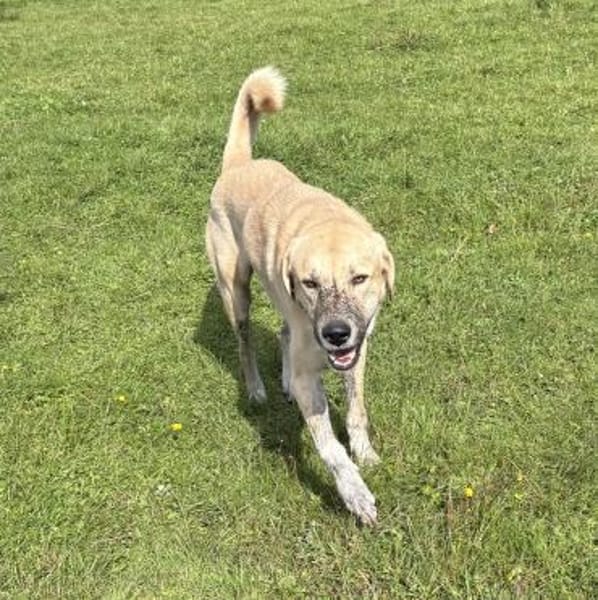 Kangal mit Retrieverherz