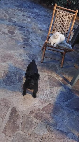 Liquirizia und Mascherina