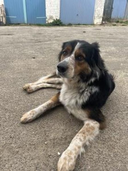 Theo sucht sein zu Hause