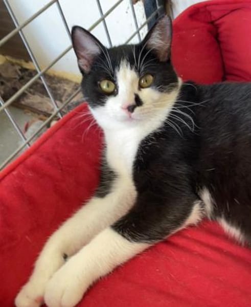Kater Oreo sucht sein Schlafplatz