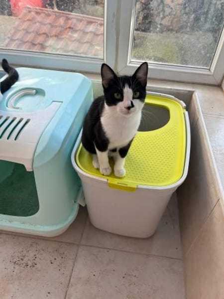 Kater Oreo sucht sein Schlafplatz