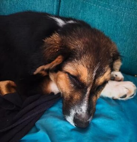 Bruno - der verträgliche, verkuschelte Begleiter