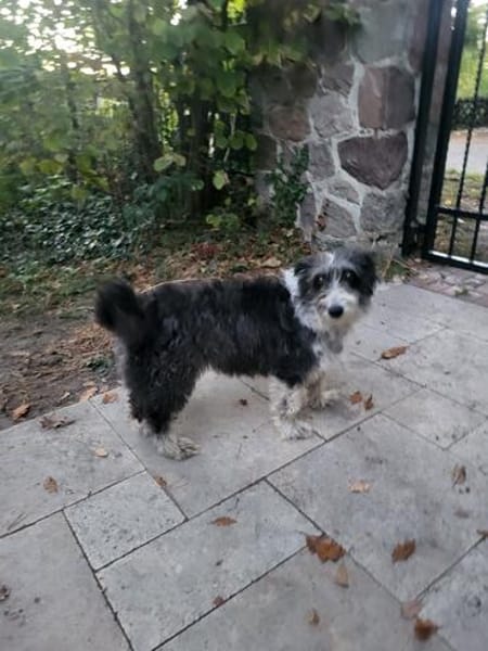 Verschmuste, anhängliche , kleine Bella