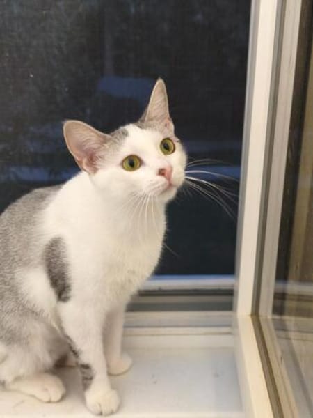 Süße Katze Alma