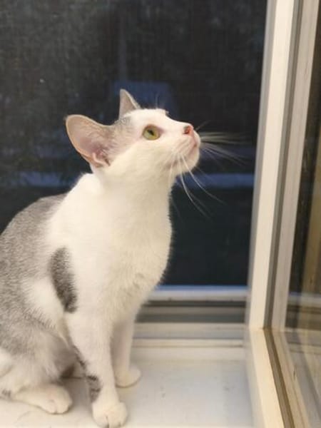 Süße Katze Alma