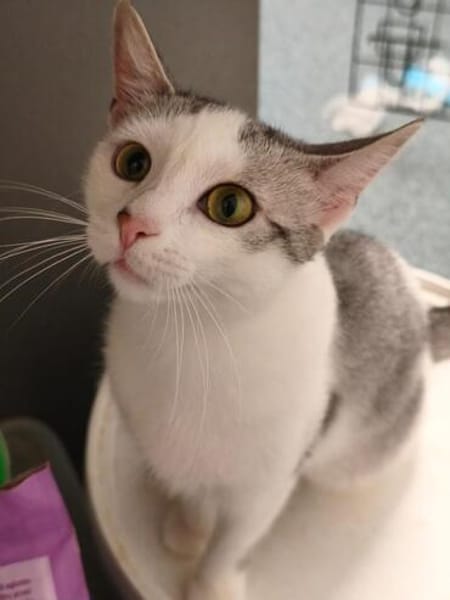 Süße Katze Alma