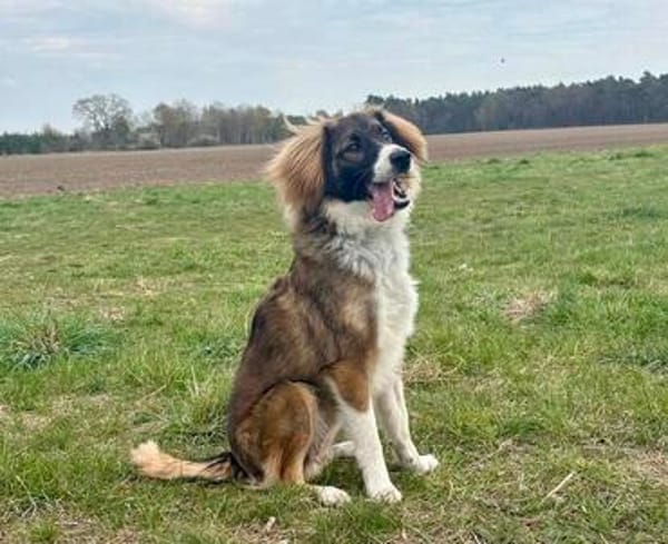 Wer schenkt dem tollen Grady sein Herz?
