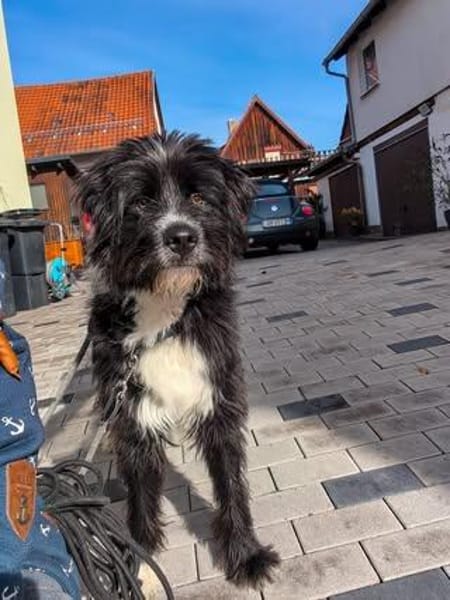 Unser lieber💙Robin💙sucht seine Menschen💙🐾💙