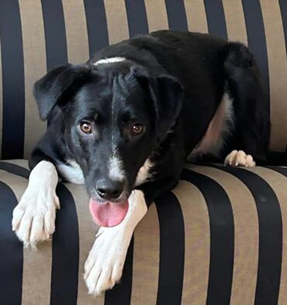🐾 Fibs  ein Herz auf vier Pfoten sucht sein Glück! 🐾