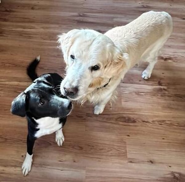 🐾 Fibs  ein Herz auf vier Pfoten sucht sein Glück! 🐾